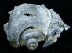 Partial Fossil Whelk With Golden Calcite Crystals #6050-4